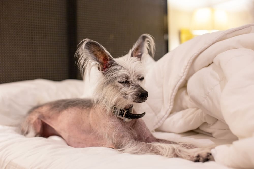 Питание китайской хохлатой собаки должно быть сбалансированным