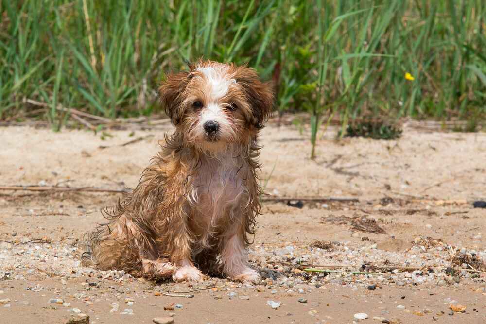 На фото порода собак хаванез