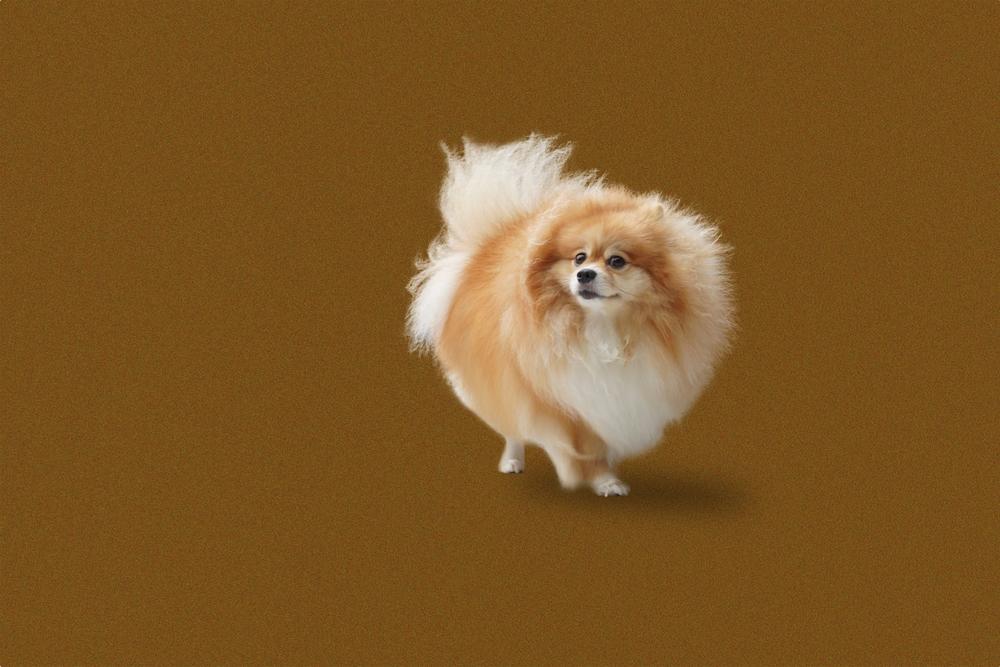 Воспитание шпица лисьего типа