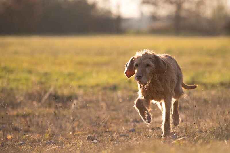 Венгерская выжла на прогулке