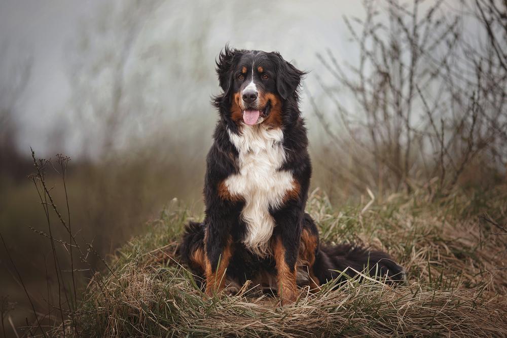 Бернский зенненхунд – самая популярная разновидность Бернский зенненхунд – самая популярная разновидность
