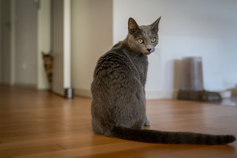 Условия содержания влияют на то, сколько проживет русская голубая кошка