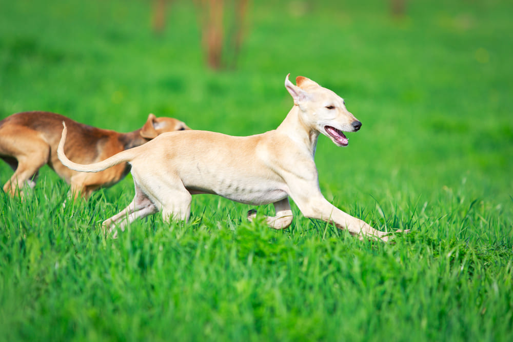 Шерсть хортой борзой нуждается в уходе