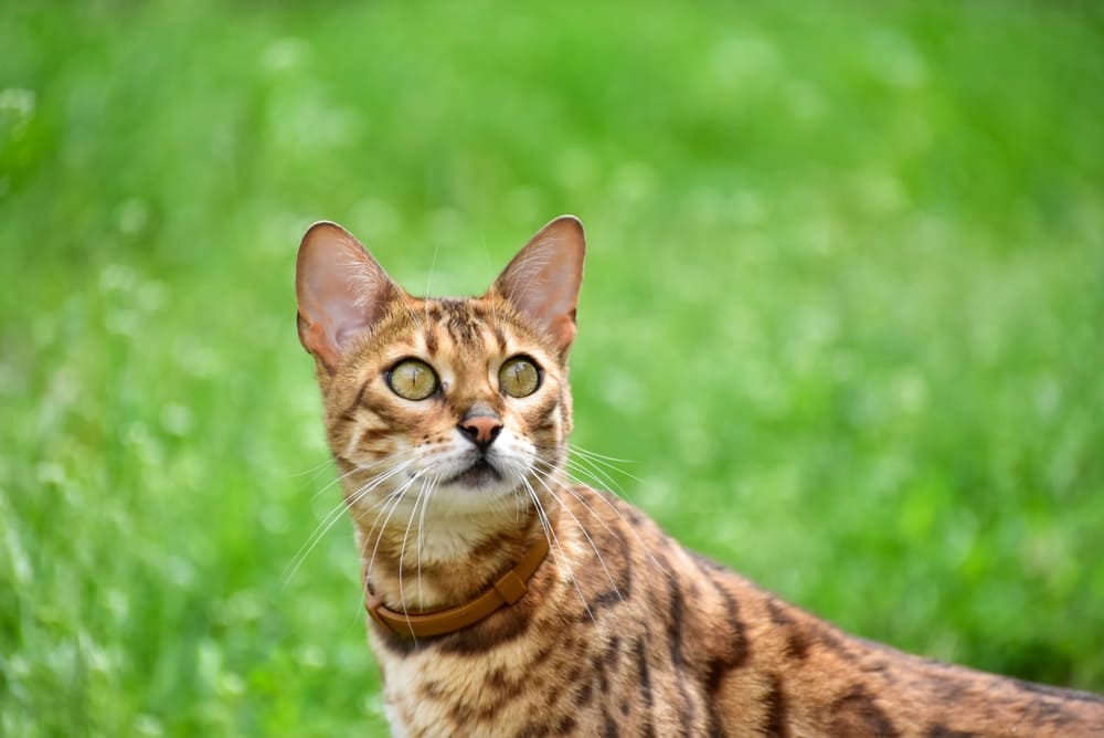 Течка у бенгальской кошки начинается в 6-9 месяцев