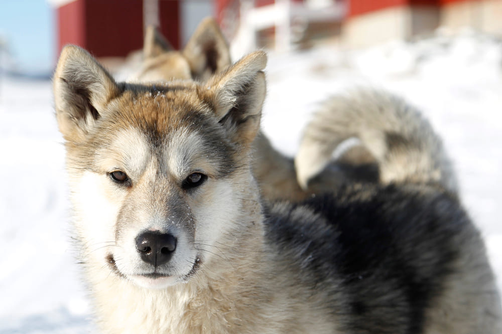 Питание гренландской собаки должно быть сбалансированным