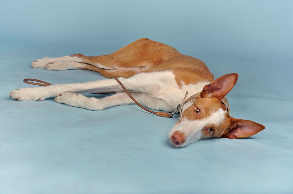 Уход за поденко ибиценко 