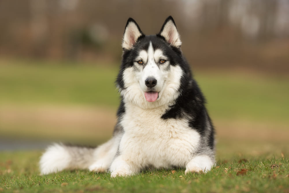 Иногда проводят повторную вязку хаски