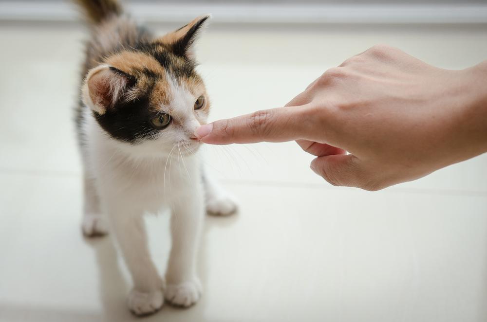 Что делать, если котенок не слушается Что делать, если котенок не слушается