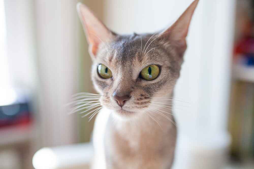 Болезнь у абиссинской кошки может сопровождаться потерей аппетита