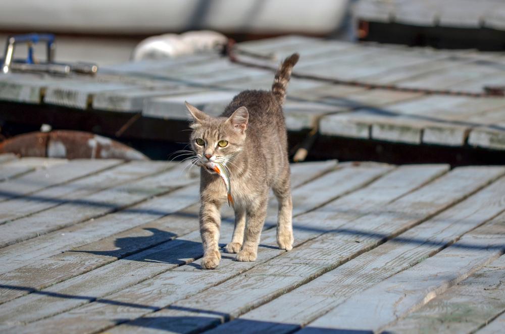 почему коты едят рыбу с головы. Смотреть фото почему коты едят рыбу с головы. Смотреть картинку почему коты едят рыбу с головы. Картинка про почему коты едят рыбу с головы. Фото почему коты едят рыбу с головы