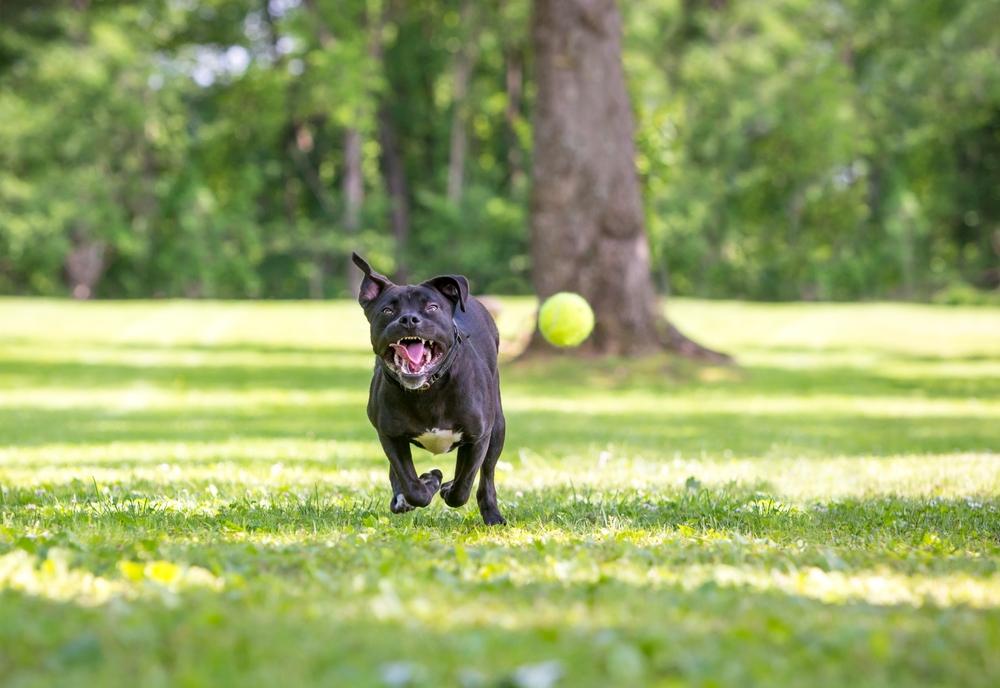 Черный питбуль на фото