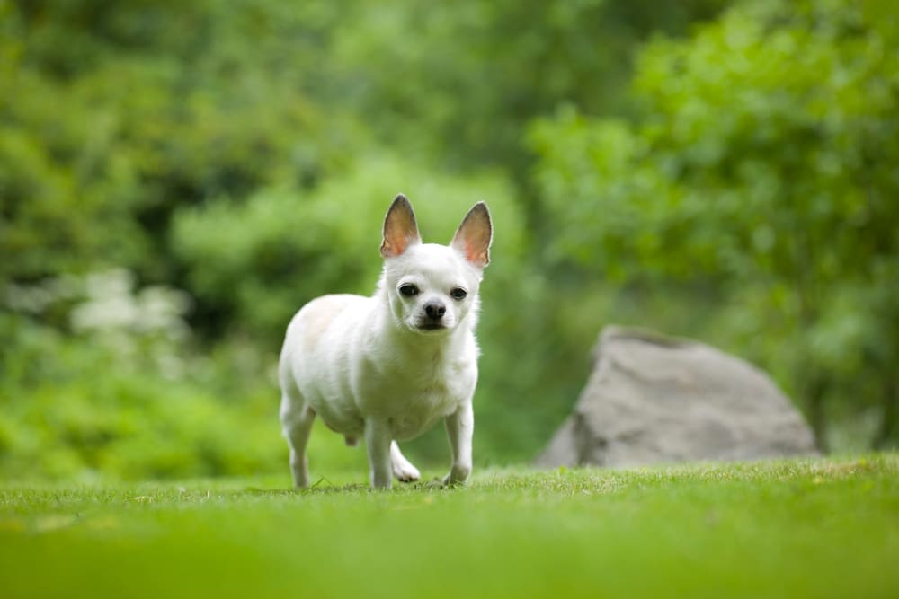 Во время вязки чихуахуа может испытывать стресс