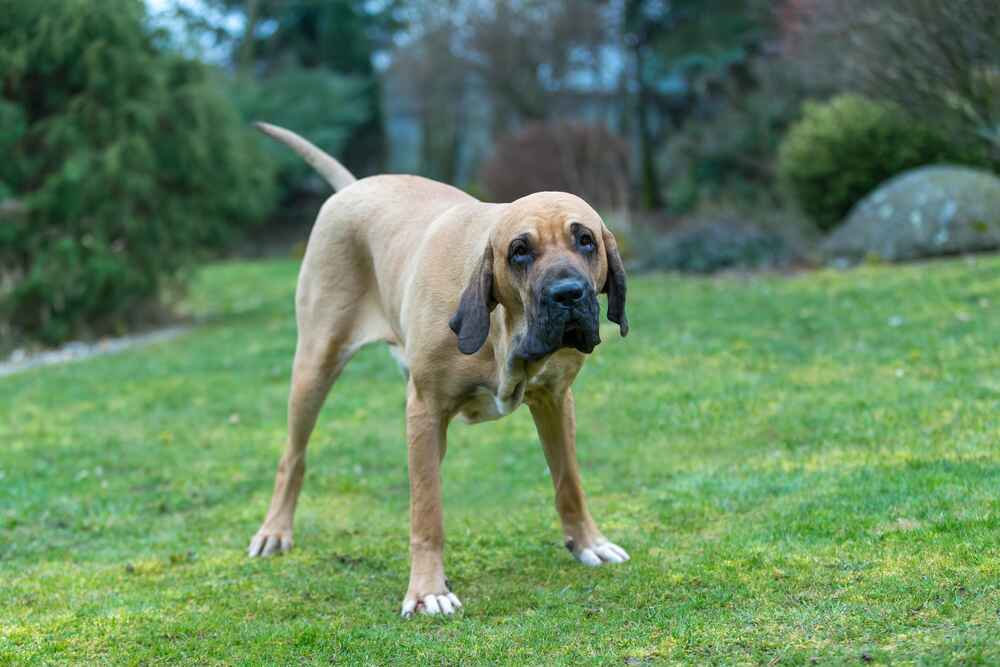Бразильский фила нуждается в дрессировке