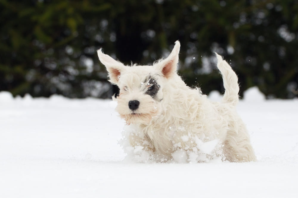 Силихем-терьер нуждается в уходе за когтями