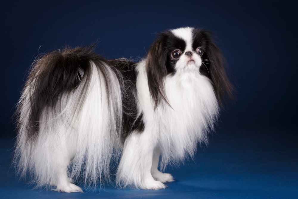 Кастрация может влиять на то, сколько проживет японский хин