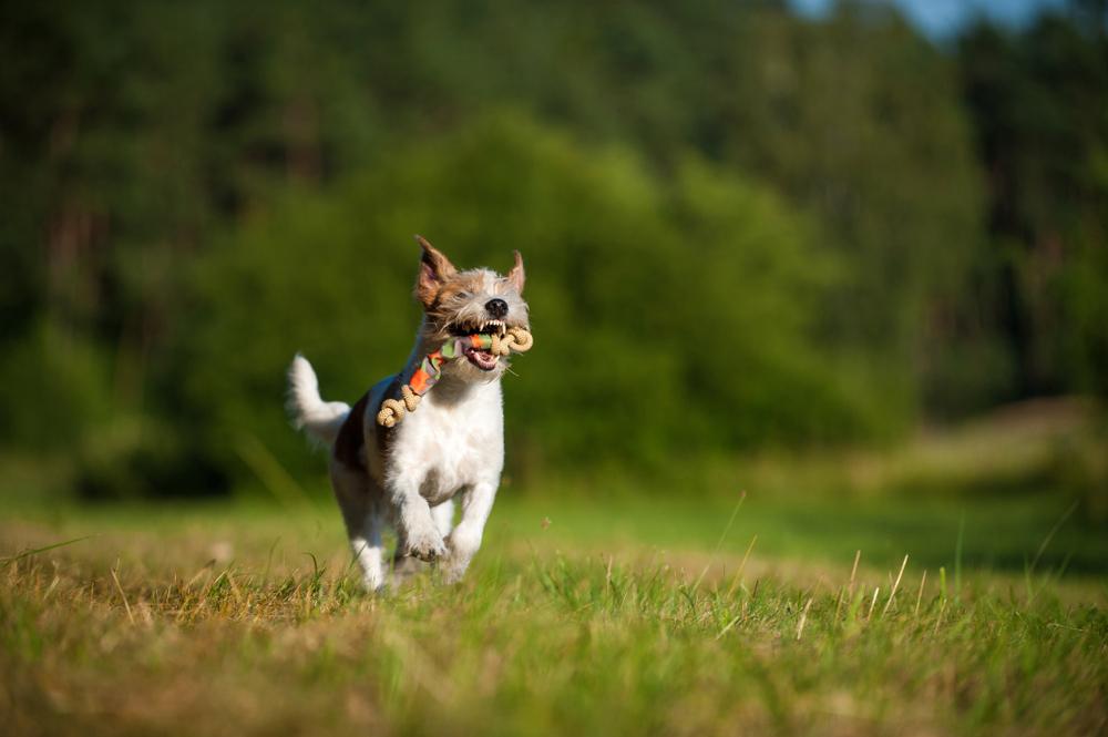 Выгул и активность кромфорлендера 