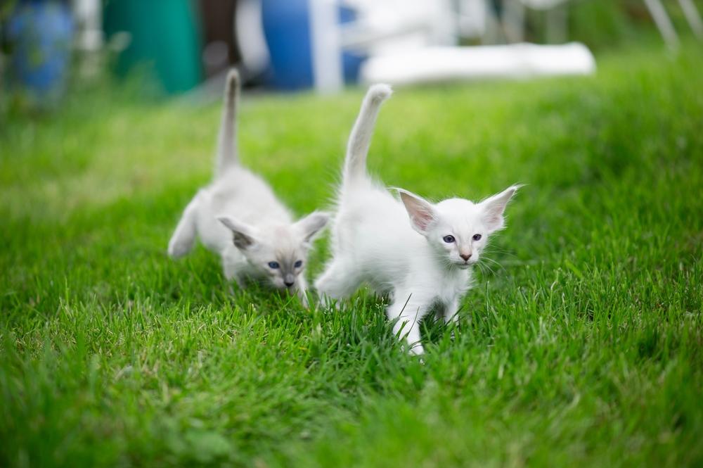 Как исключить аллергию на ориентальную кошку?