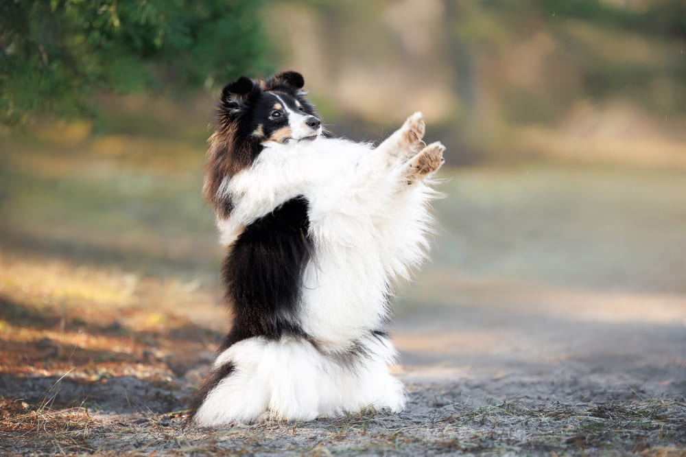 Вес шелти зависит от нескольких факторов