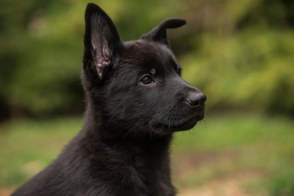 Детеныш черной немецкой овчарки