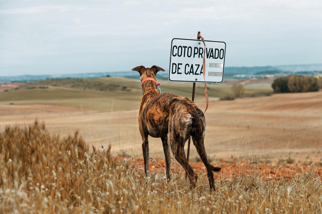 Происхождение породы борзых Происхождение породы борзых