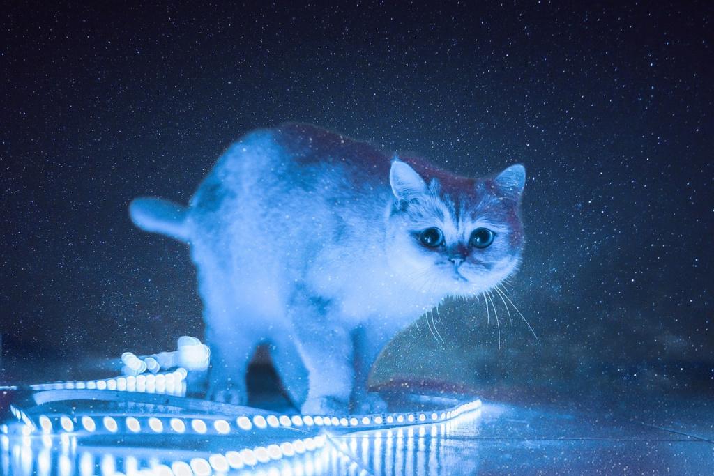 Почему кошка может испытывать стресс Почему кошка может испытывать стресс