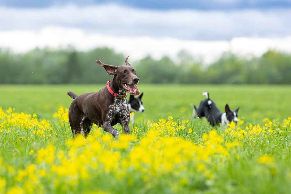 Курцхааров, которые не участвуют в разведении, можно кастрировать