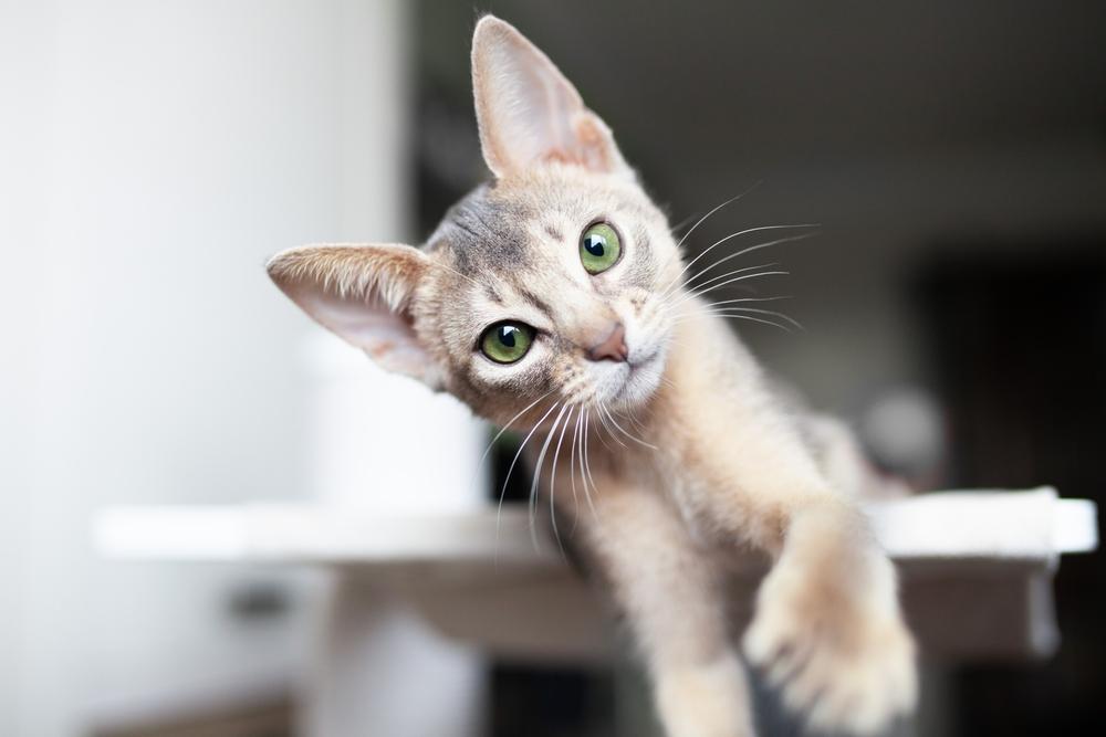 Признанные окрасы абиссинских кошек: голубой