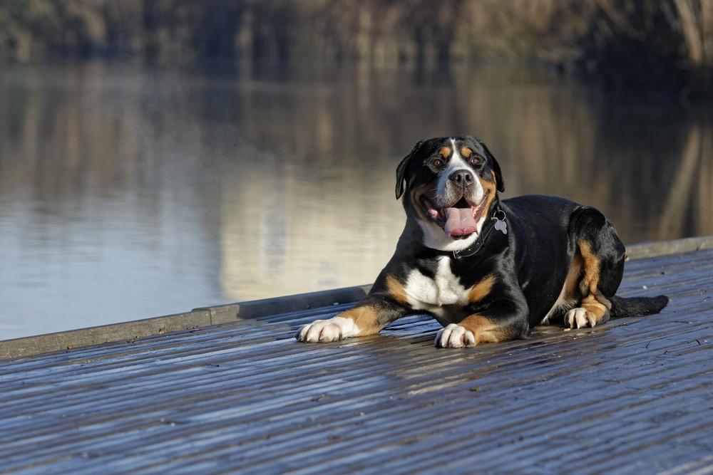 Здоровье большого швейцарского зенненхунда
