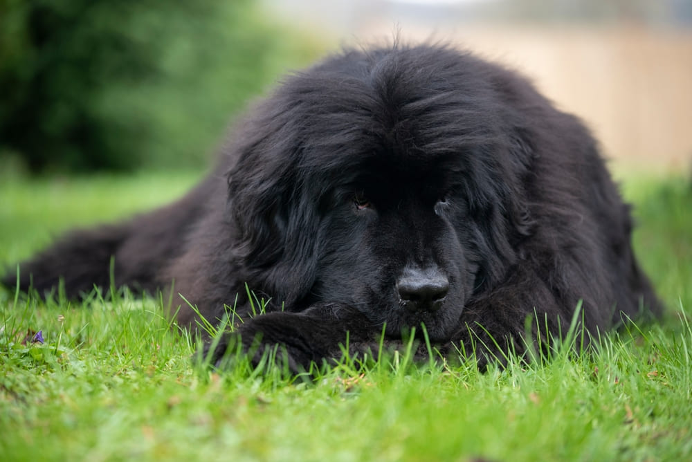 Важно знать, сколько весит ньюфаундленд