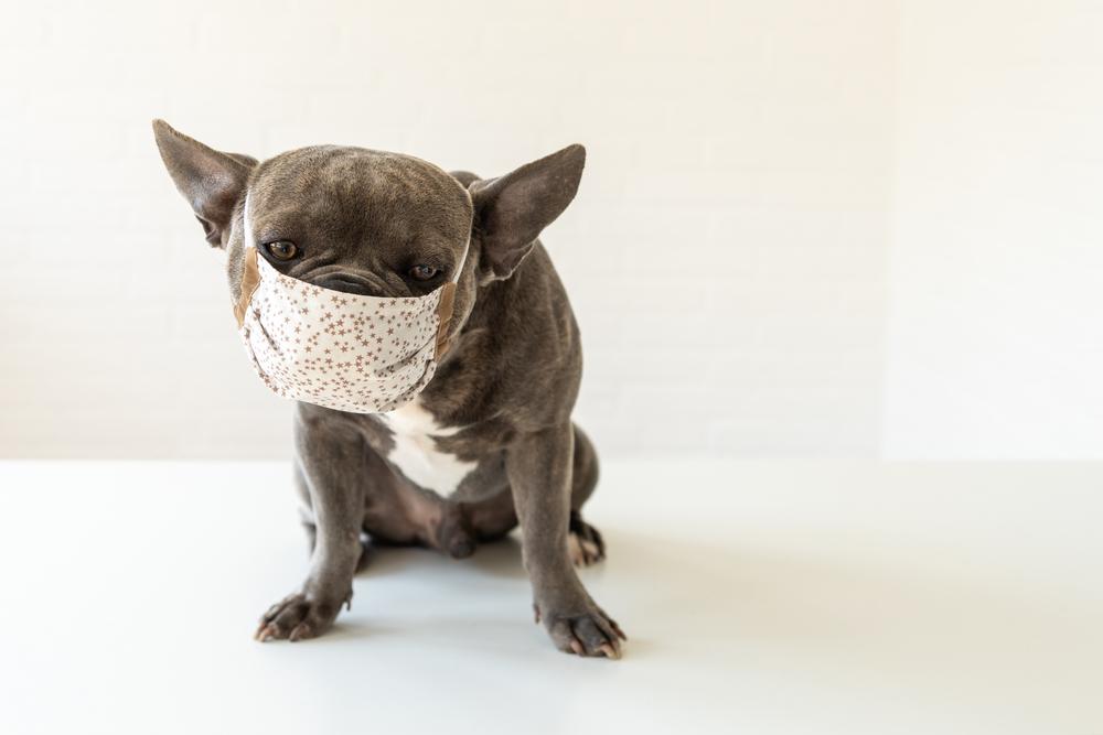 Виды коллапса трахеи у собак Виды коллапса трахеи у собак