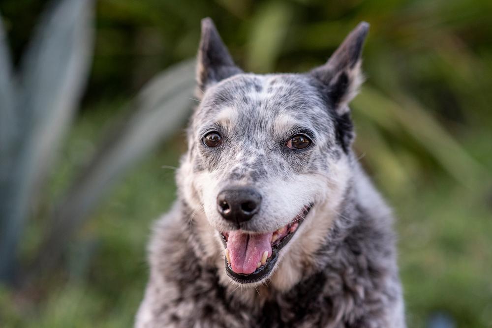 Характер австралийской короткохвостой пастушьей собаки