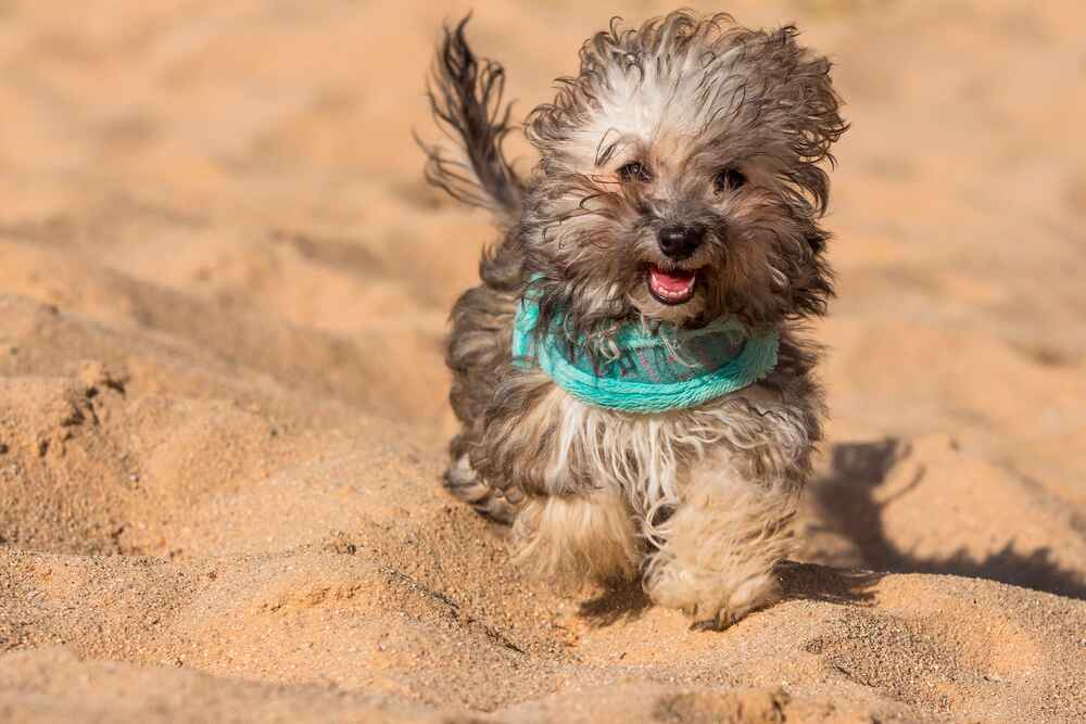 Бишон хаванез на фото