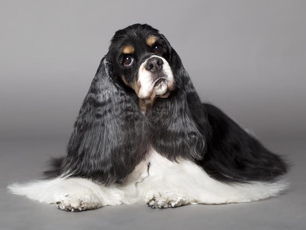 Допустимые окрасы американского кокер-спаниеля: черный с белым Допустимые окрасы американского кокер-спаниеля: черный с белым