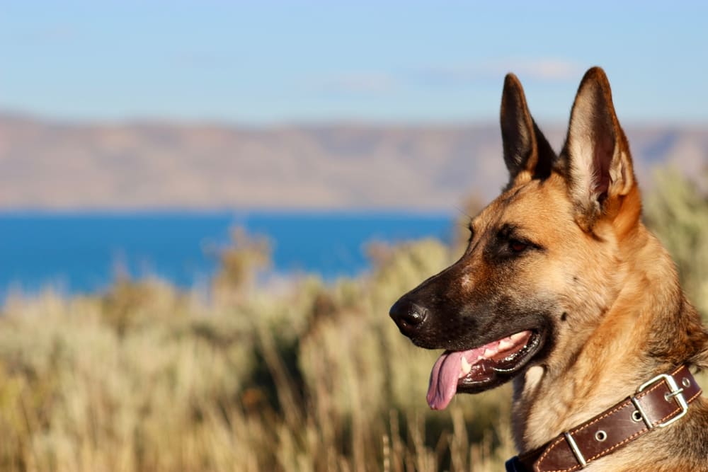 Вязка немецкой овчарки может быть неудачной