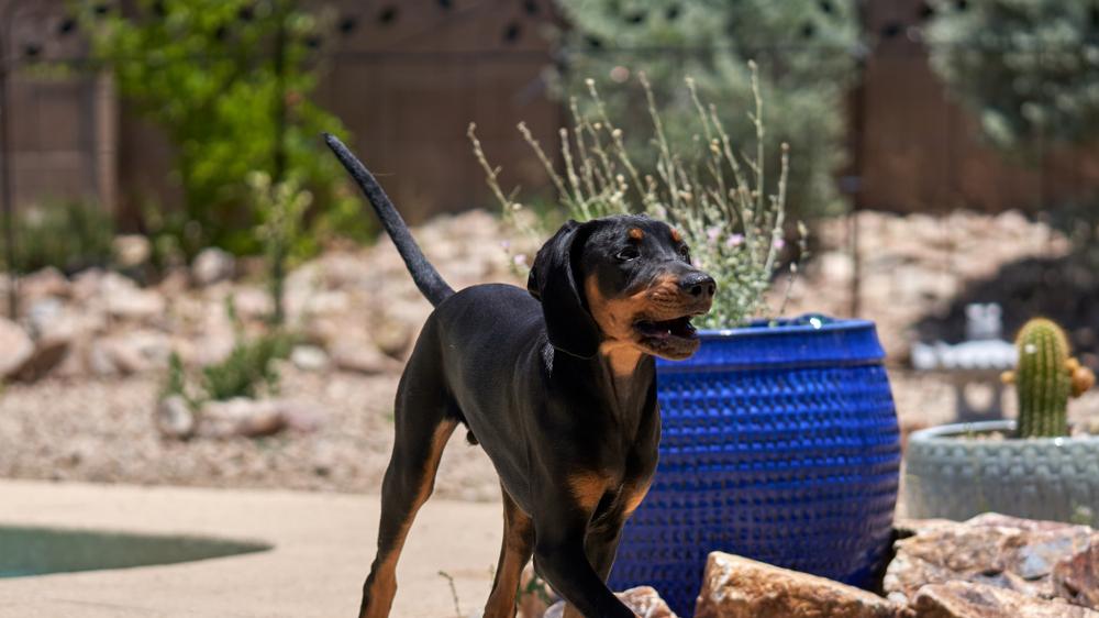 Ключевые факты о черно-подпалом кунхаунде