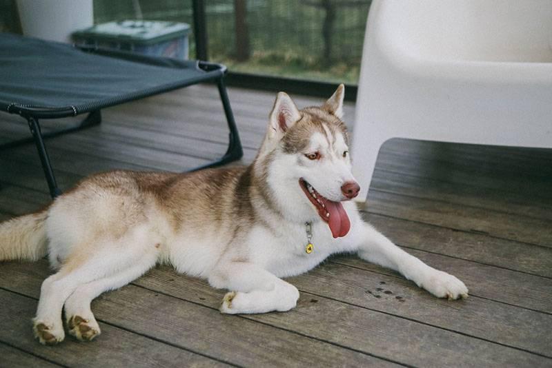 Собаки из зарубежного кино и сериалов: сибирский хаски Собаки из зарубежного кино и сериалов: сибирский хаски