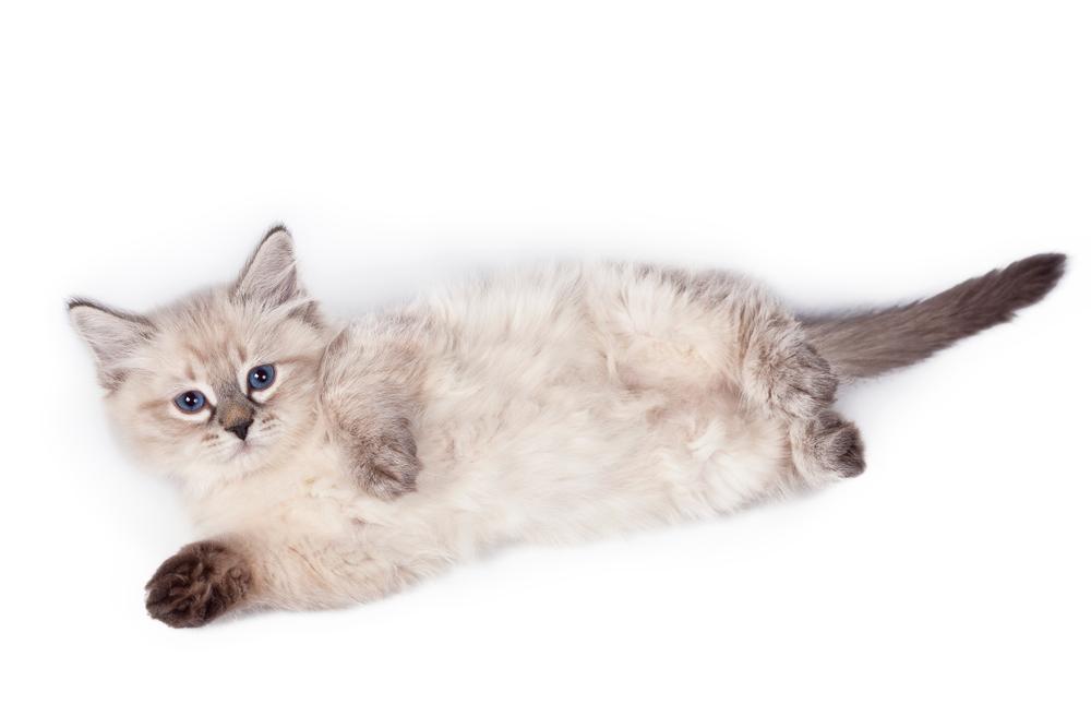 Ключевые факты о невской маскарадной кошке