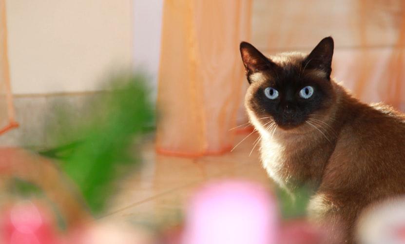 История происхождения сиамской кошки 