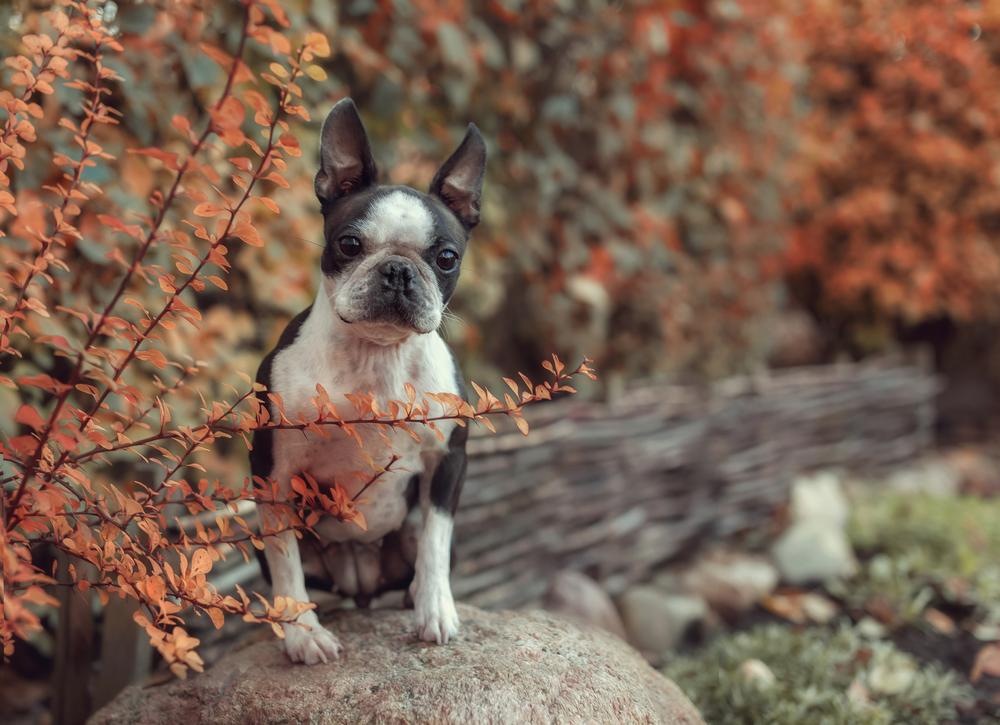 Характер бостон-терьера Характер бостон-терьера