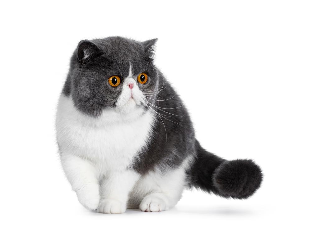 Самые добрые породы кошек для семей с детьми: экзотическая