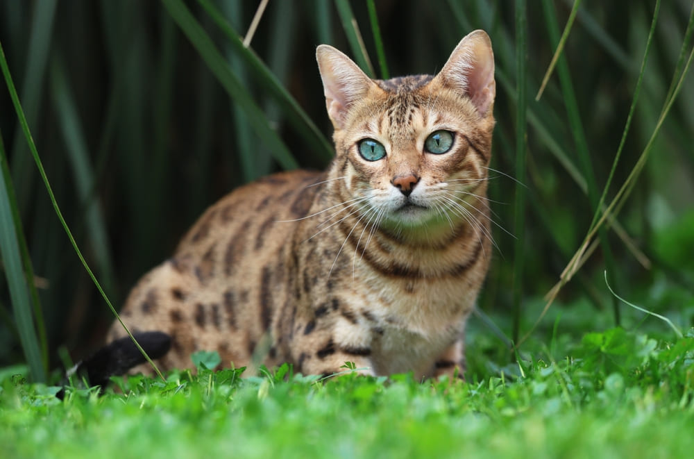 Возраст бенгальской кошки связан с тем, сколько она весит