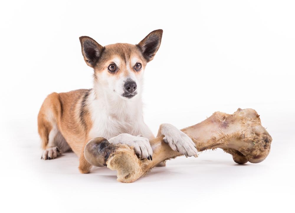 История происхождения норвежского лундехунда