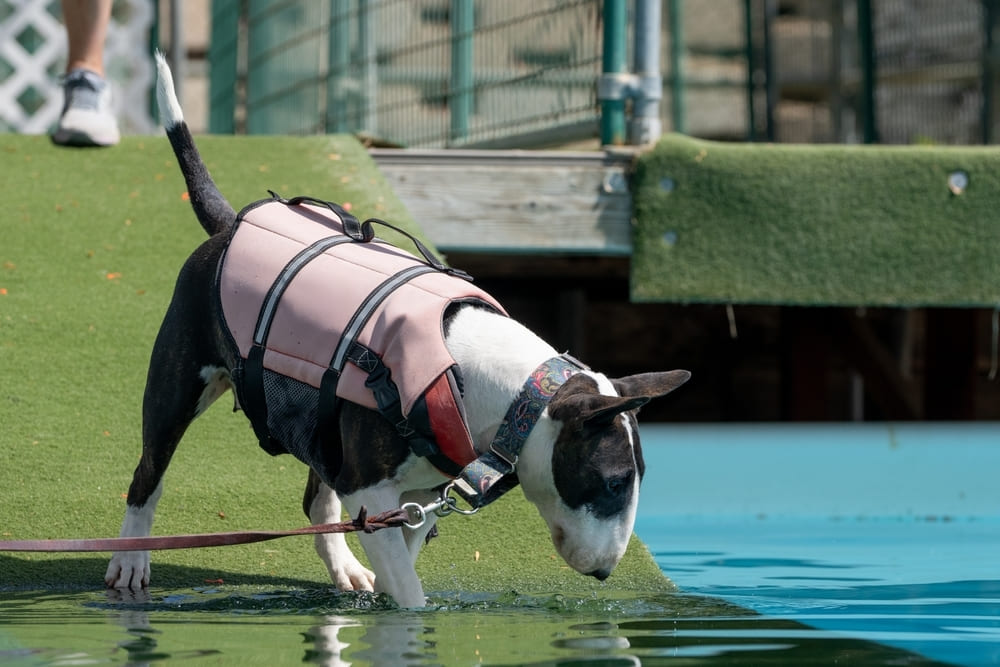 Так выглядит порода собак бультерьер