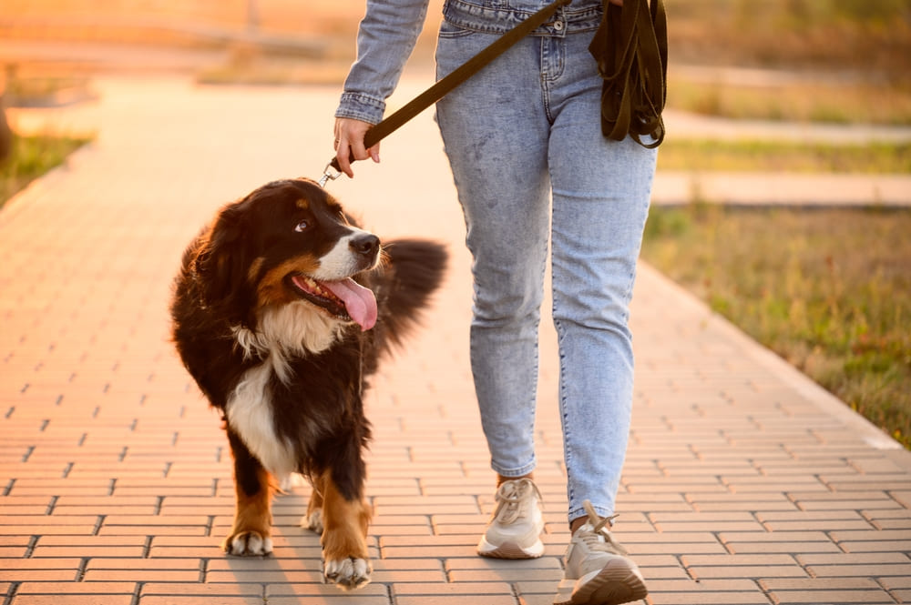 Зенненхунды отличаются дружелюбностью