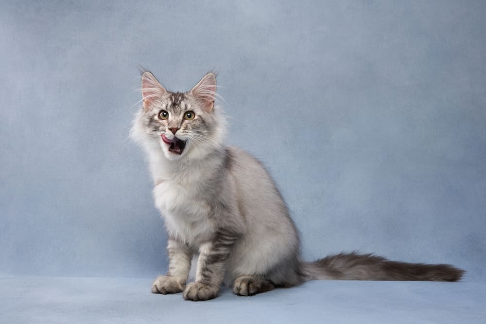 Болезнь почек чаще возникает у самцов мейн-кунов