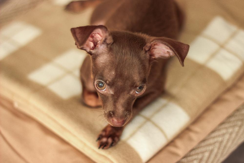 Особенности породы той-терьер Особенности породы той-терьер