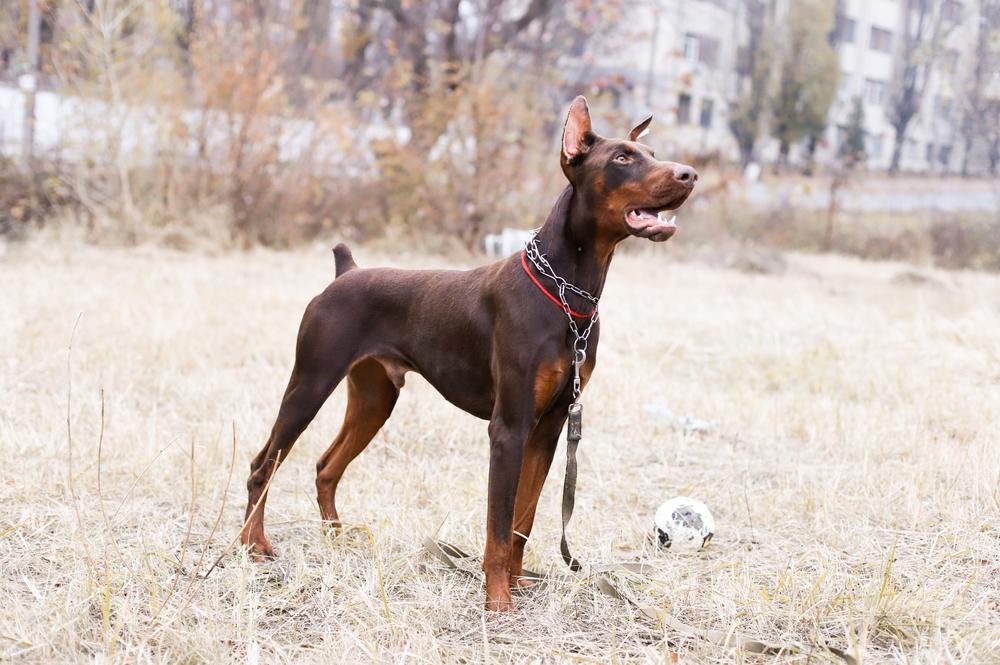 Чем кормить щенка добермана до 1 года