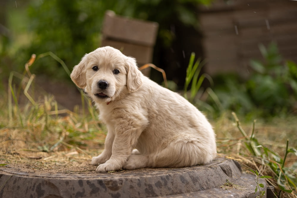 То, сколько прожил золотистый ретривер, можно сравнить с человеческим возрастом