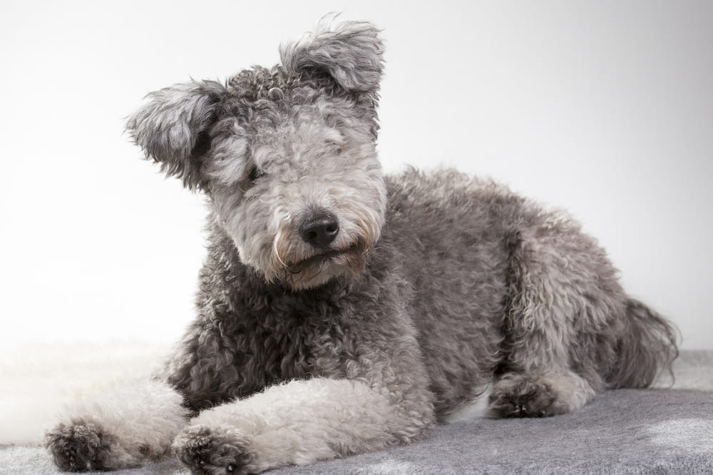 Шерсть пуми вычесывают регулярно