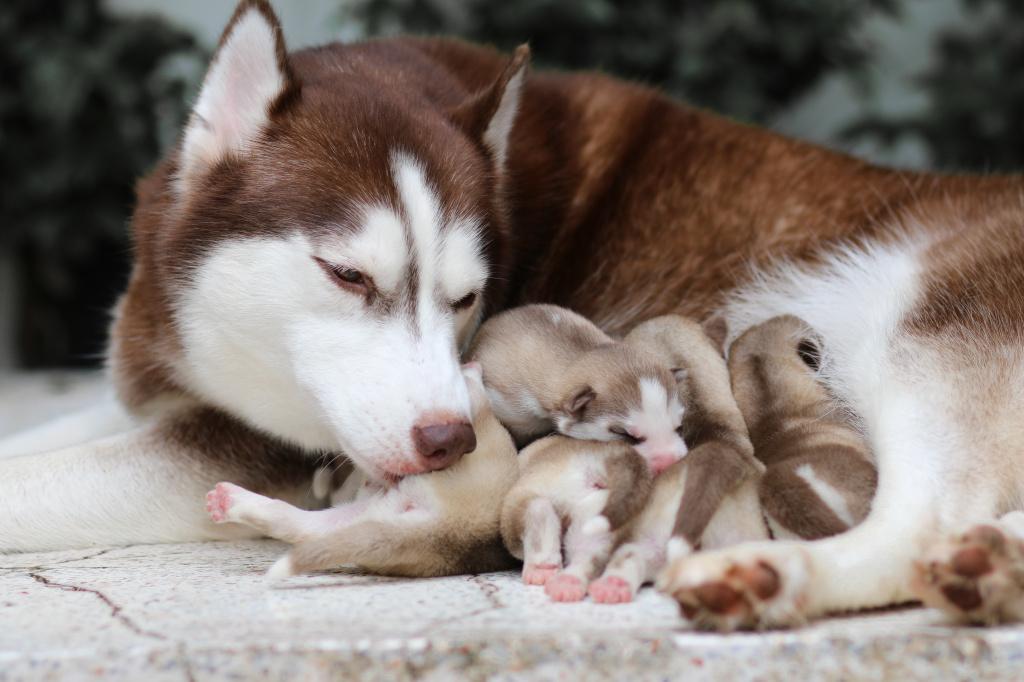 Грудное молоко у собаки после родов, если щенки погибли
